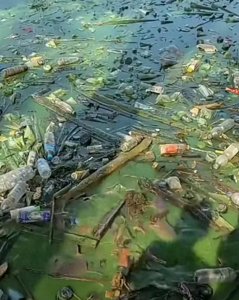 ​印度恒河水有多脏？河里的鱼却个个硕大肥美，印度人都馋哭了！