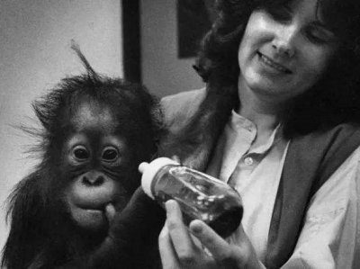 ​20世纪最可怕的实验：人和黑猩猩的杂交新品种