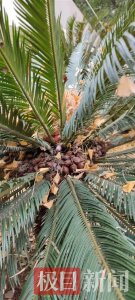 ​小区铁树硕果累累，居民都说真好看，园艺师提醒不能直接食用