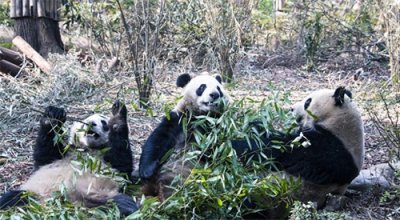 ​成都溜娃好去处，这6个地方千万别错过