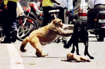 ​先杀死250条狗，又淹死婴儿，印度人猴大战爆发，绝育是好办法吗