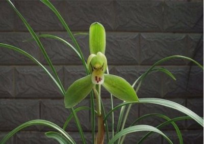 ​中国的“兰花”，你知道多少？