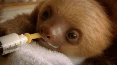 ​同样是中国纯牛奶，为什么南方人喜欢喝伊利，北方人却独爱蒙牛