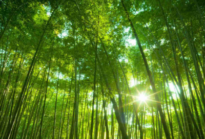 ​梦见草丛