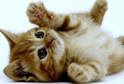 ​梦见熊猫