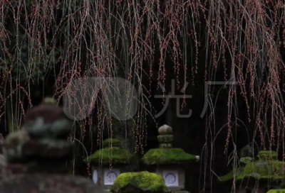 ​梦见公司起火