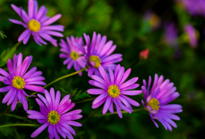 ​梦见丁香花