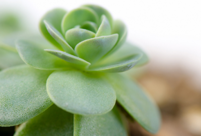 ​梦见攀缘植物 攀援植物