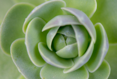 ​梦见攀援植物