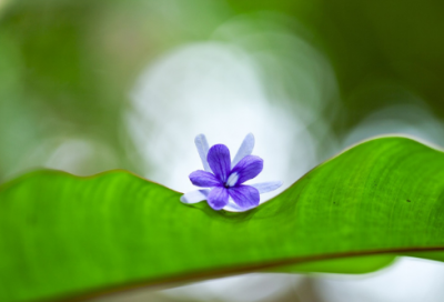 ​梦见月季花