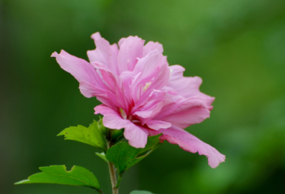 ​梦见假花