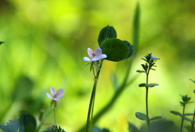​梦见遍地菜花