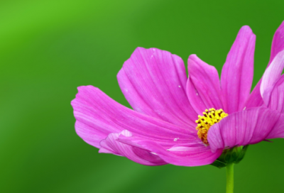 ​梦见牡丹开花