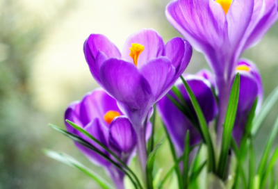​梦见栀子花
