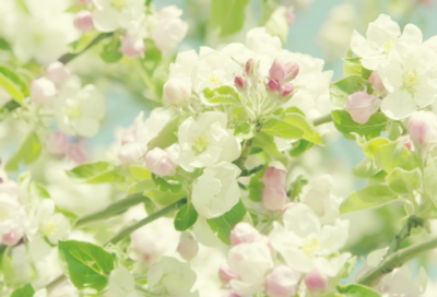 ​梦见狗尾巴花