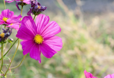 ​梦见黄花菜