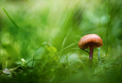 ​梦见稻草