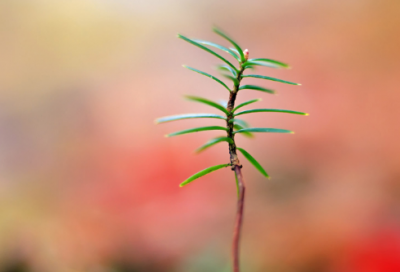 ​梦见芹菜