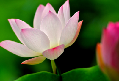 ​梦见桂花 月桂花