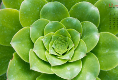 ​梦见青草