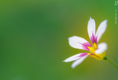 ​梦见芦荟开花