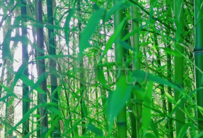 ​梦见番茄