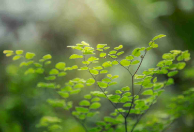 ​梦见蕨类植物
