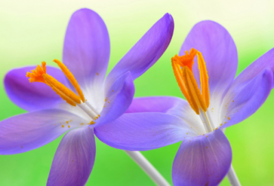 ​梦见油菜