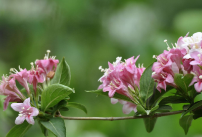 ​梦见莼菜 菁菜