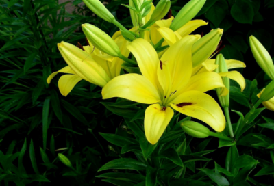 ​梦见大白菜