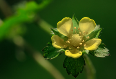 ​梦见菠菜