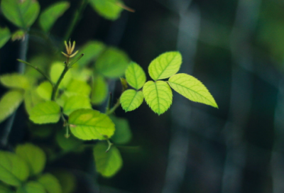 ​梦见金盏菊