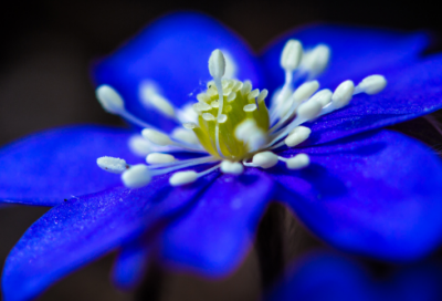 ​梦见白菜