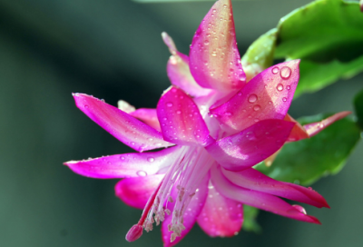 ​梦见灵芝