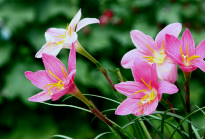​梦见欧芹 西芹