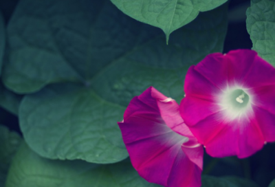 ​梦见大头菜