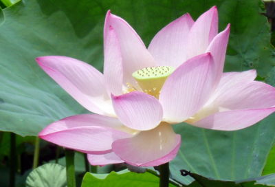 ​梦见垃圾桶