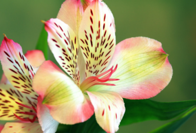 ​梦见种花