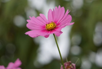 ​梦见芭蕾舞