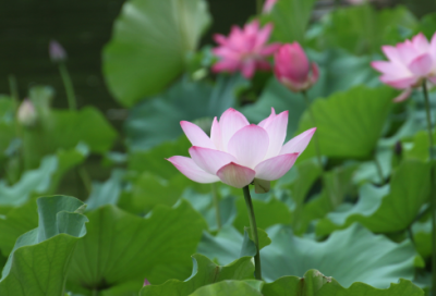 ​梦见元宵 汤圆