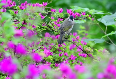 ​梦见砂轮