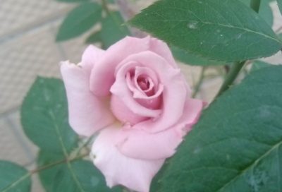 ​梦见翡翠