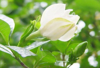 ​梦见护照
