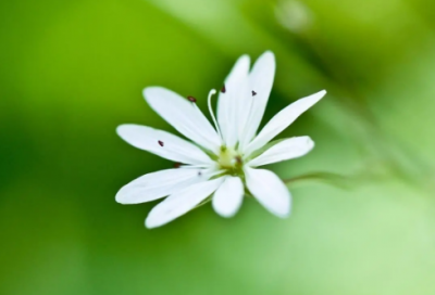 ​梦见草药 买药