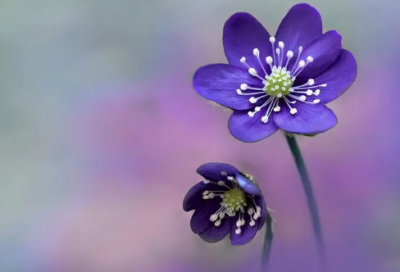 ​梦见种花生