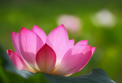 ​梦见吃泡菜
