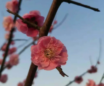 ​孕妇梦见人参